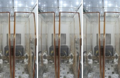 水稻幼苗在中国空间站生长良好 幼苗已长至30厘米左右高