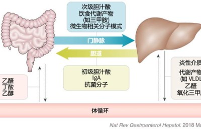 肠道健康影响肝脏？LAIFE「乐轻肝」从肠道开始重启肝脏活力！