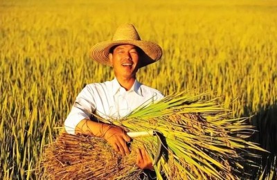 种业股票有哪些龙头股(种业股票有哪些龙头股丰乐种业)