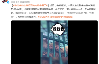 高温暴晒！东北来的生猪运到南方热中暑了